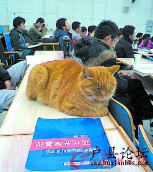 “學(xué)術(shù)校貓”在課桌上“聽(tīng)課”.gif